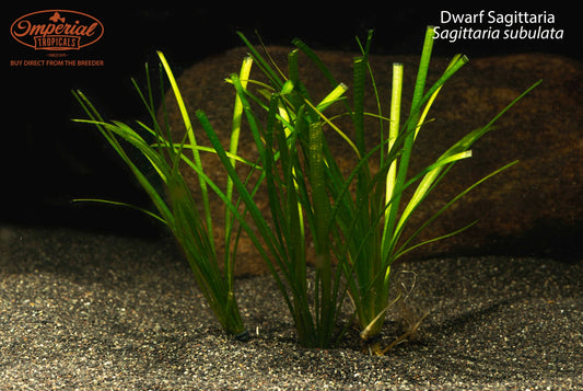 Dwarf Sagittaria