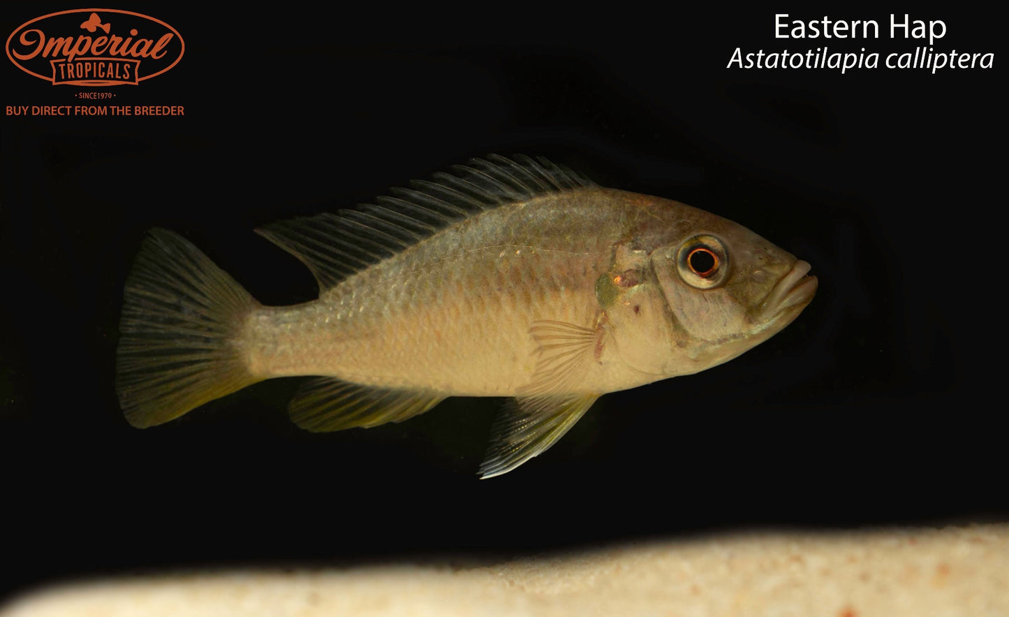 Eastern Hap