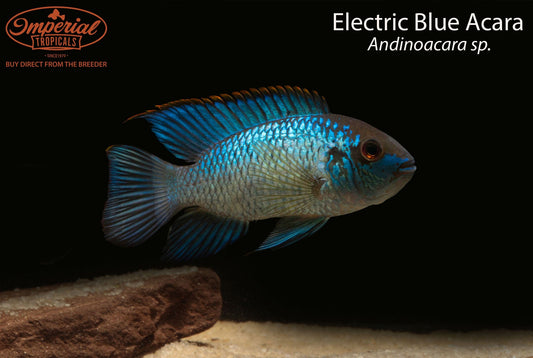 Electric Blue Acara