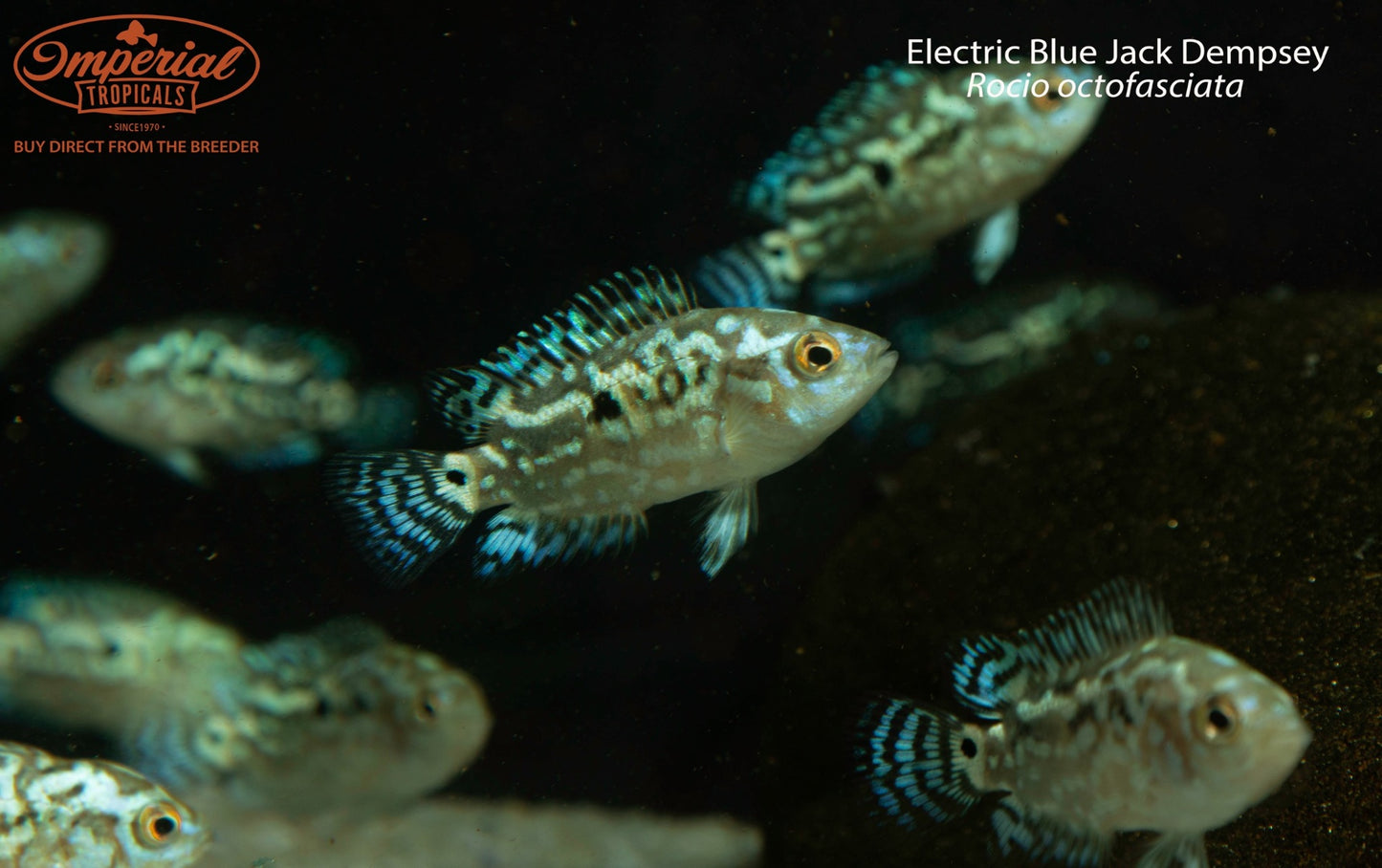 Electric Blue Jack Dempsey