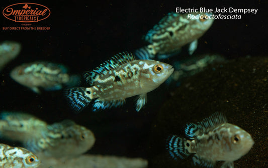 Electric Blue Jack Dempsey