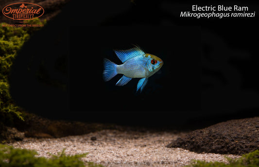 Electric Blue Ram