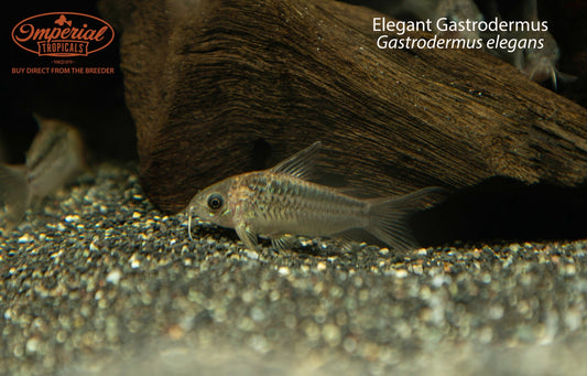 Elegant Gastrodermus (Gastrodermus elegans)