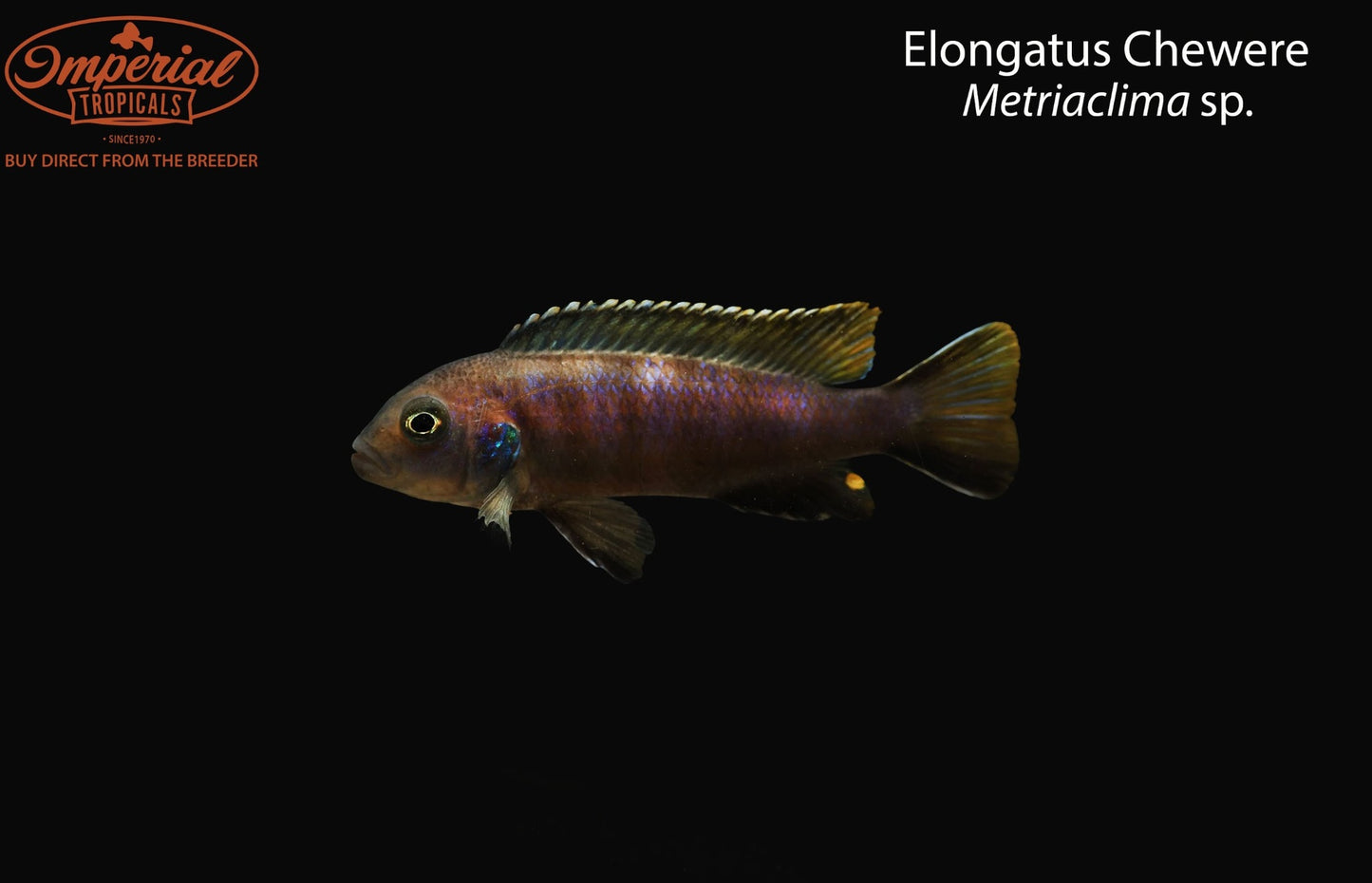 Elongatus Chewere