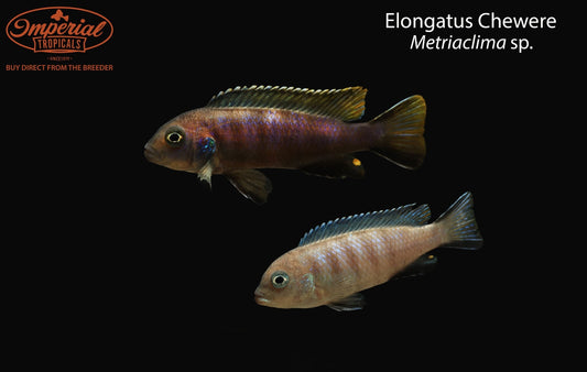Elongatus Chewere