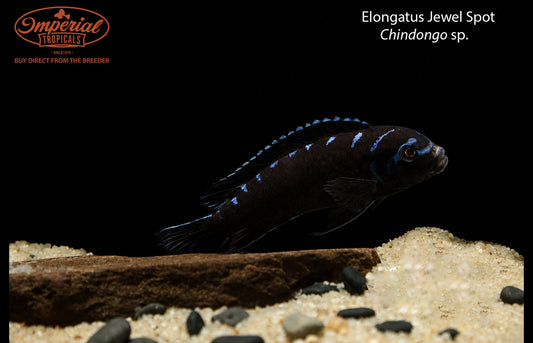 BOGO Elongatus Jewel Spot
