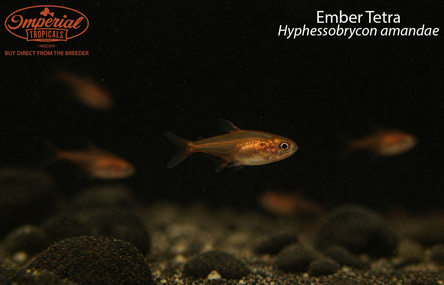 Ember Tetra