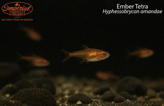 Ember Tetra