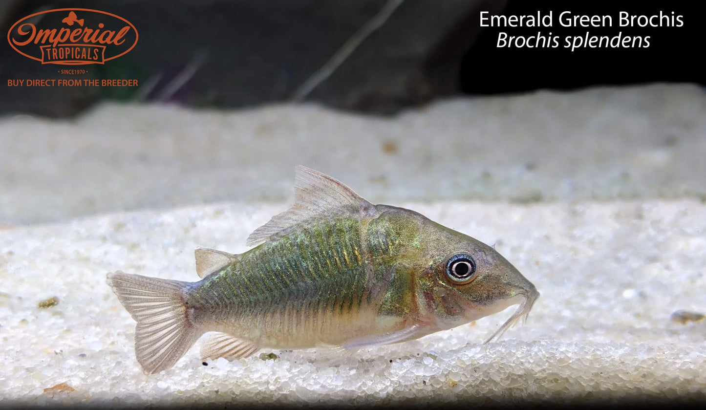 Emerald Green Brochis