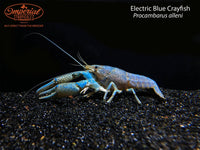 Electric Blue Crayfish