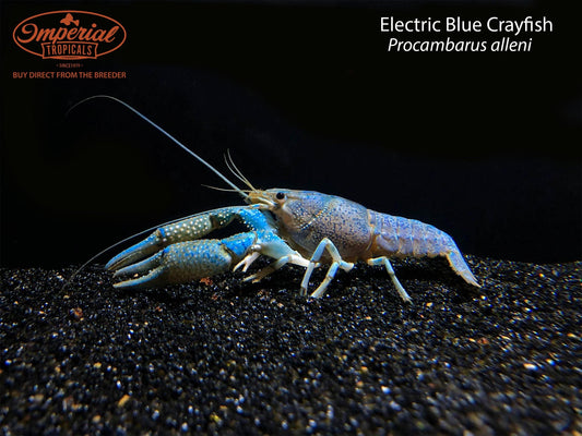 Electric Blue Crayfish