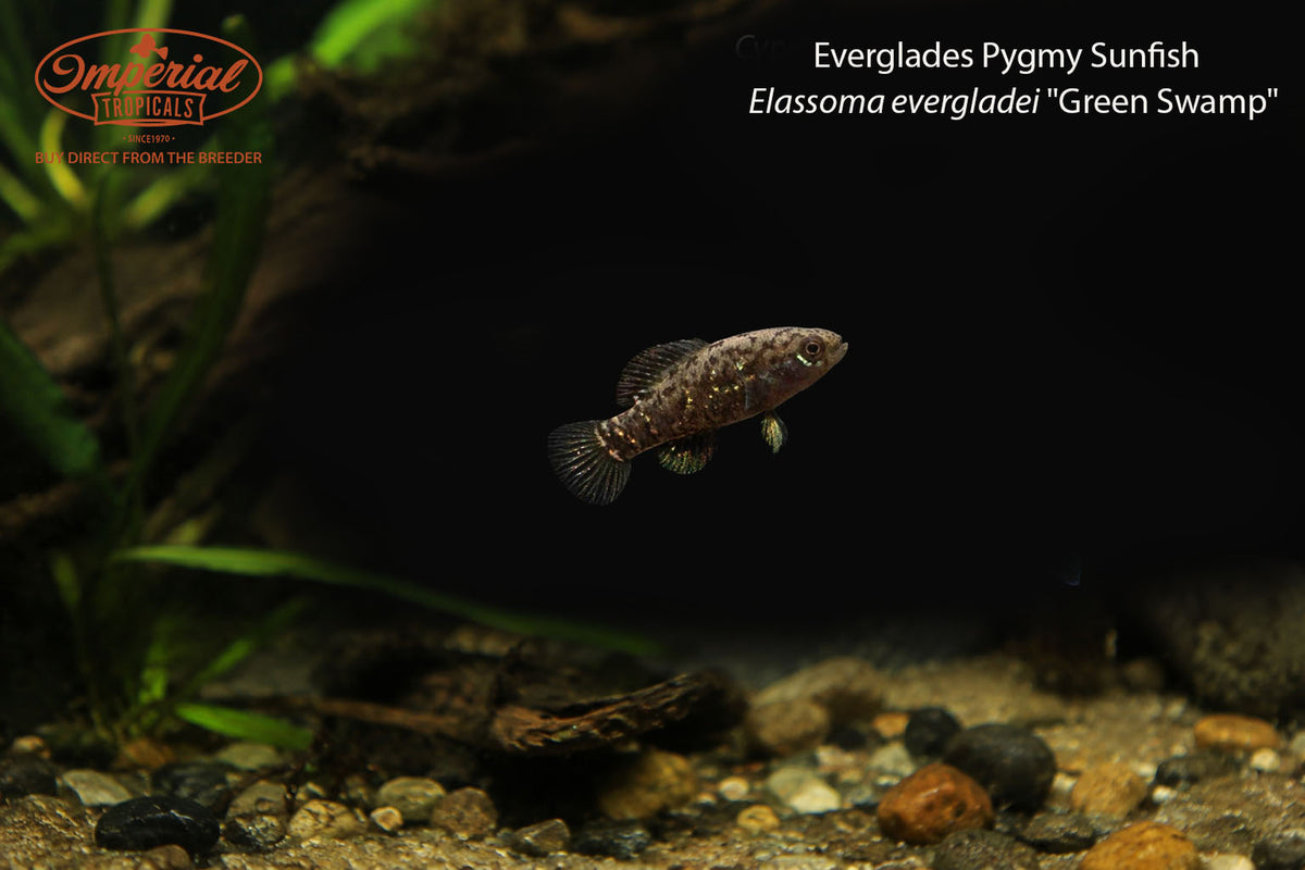 Everglades Pygmy Sunfish (Elassoma evergladei "Green Swamp")