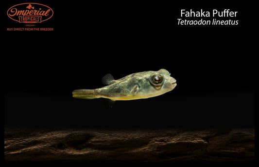 Fahaka Puffer