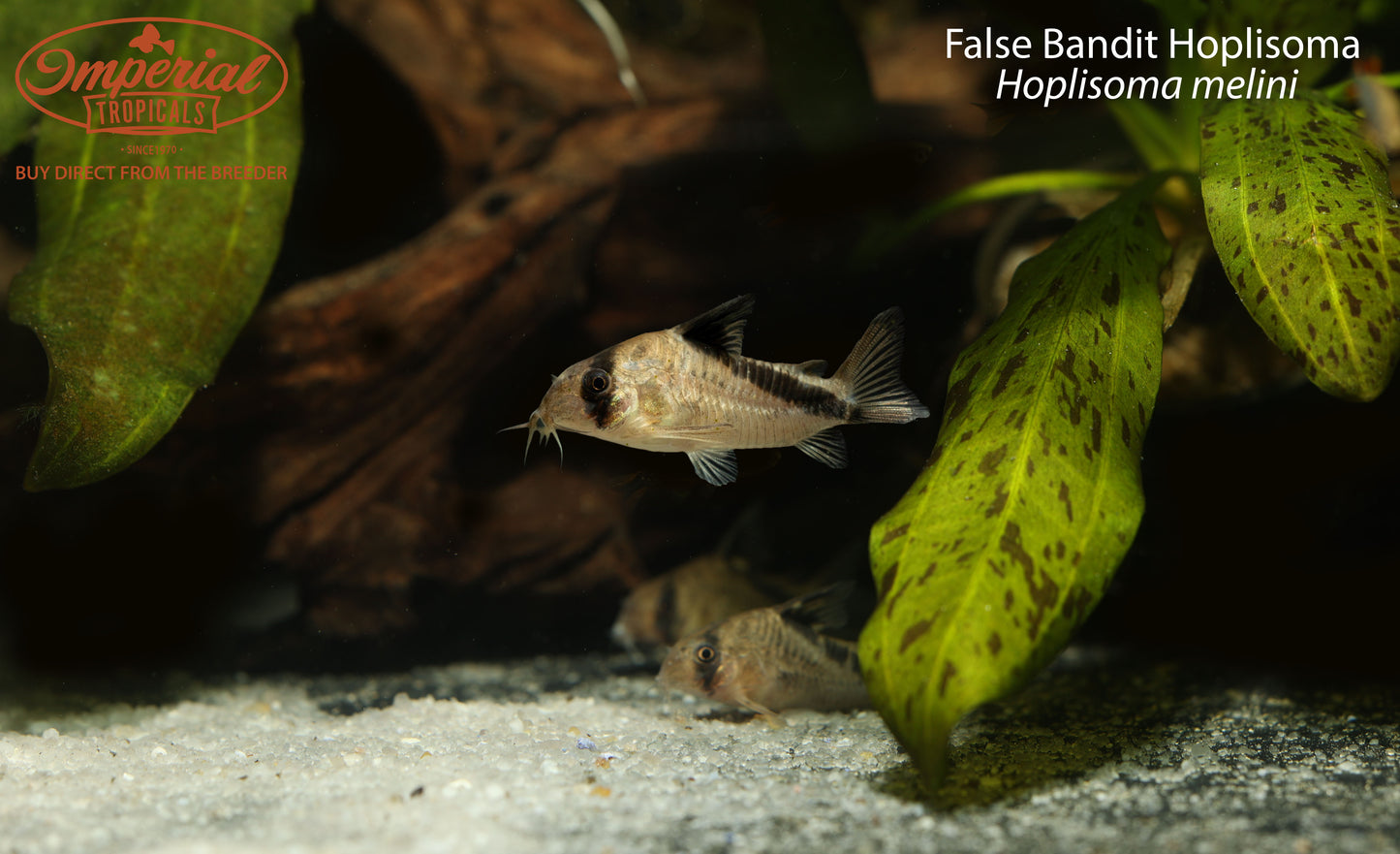 False Bandit Hoplisoma