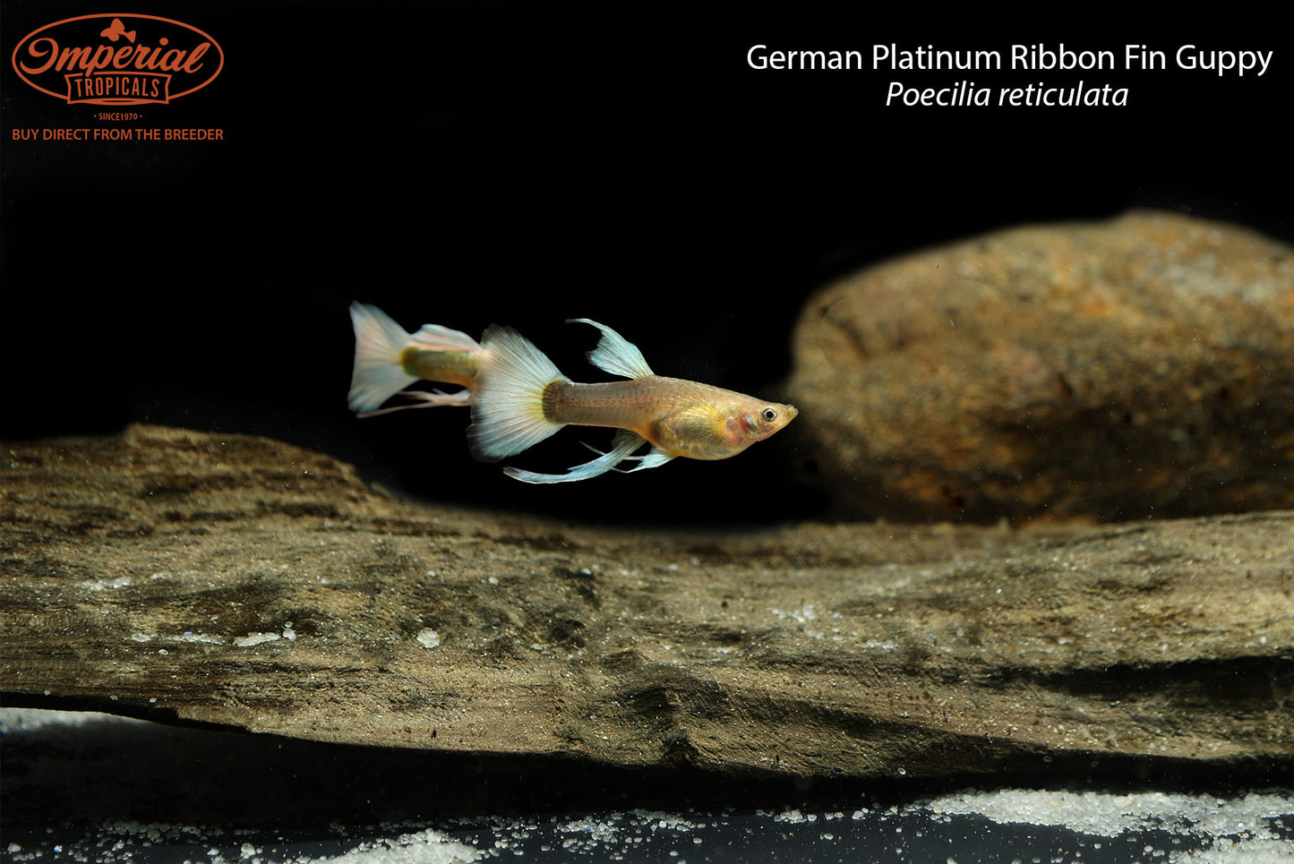 German Platinum Ribbon Fin Guppy