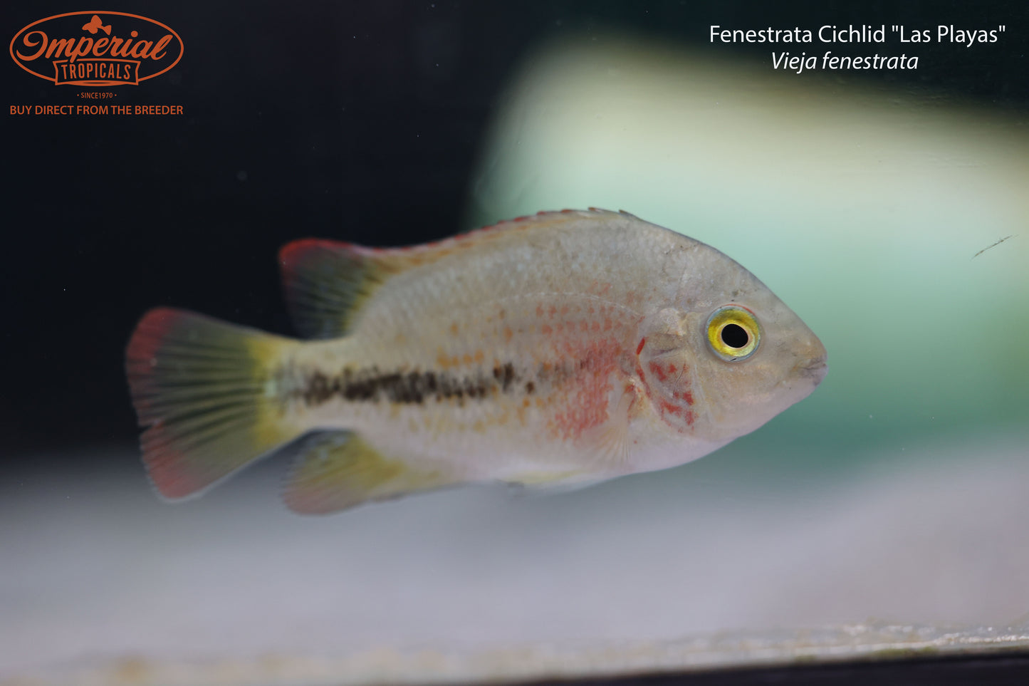 Fenestrata Cichlid "Las Playas"