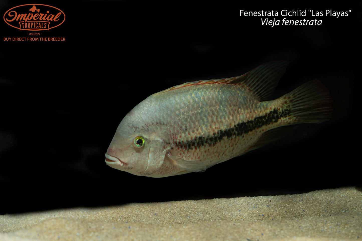 Fenestrata Cichlid "Las Playas"