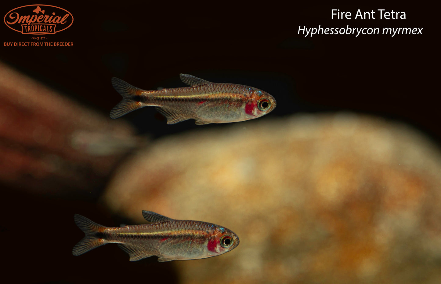 Fire Ant Tetra