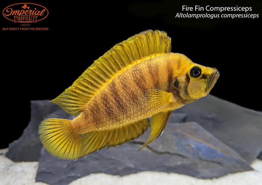 Fire Fin Compressiceps