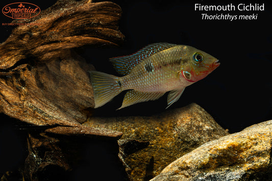 Firemouth Cichlid