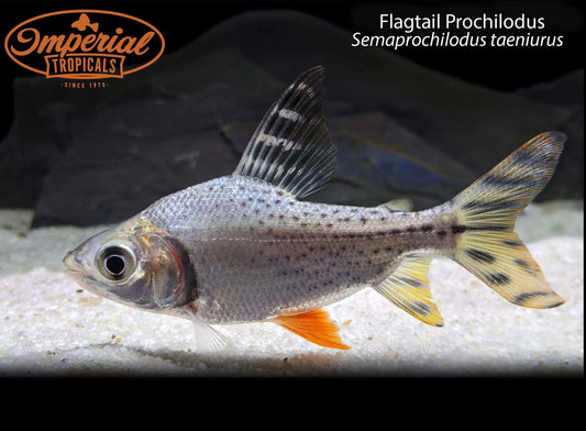 Flagtail Prochilodus