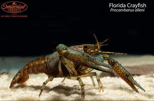 BOGO Florida Crayfish