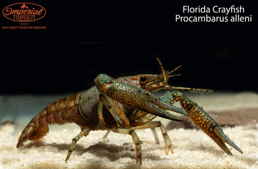 Florida Crayfish