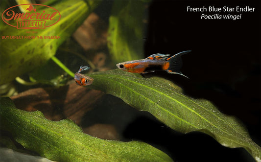 French Blue Star Endler