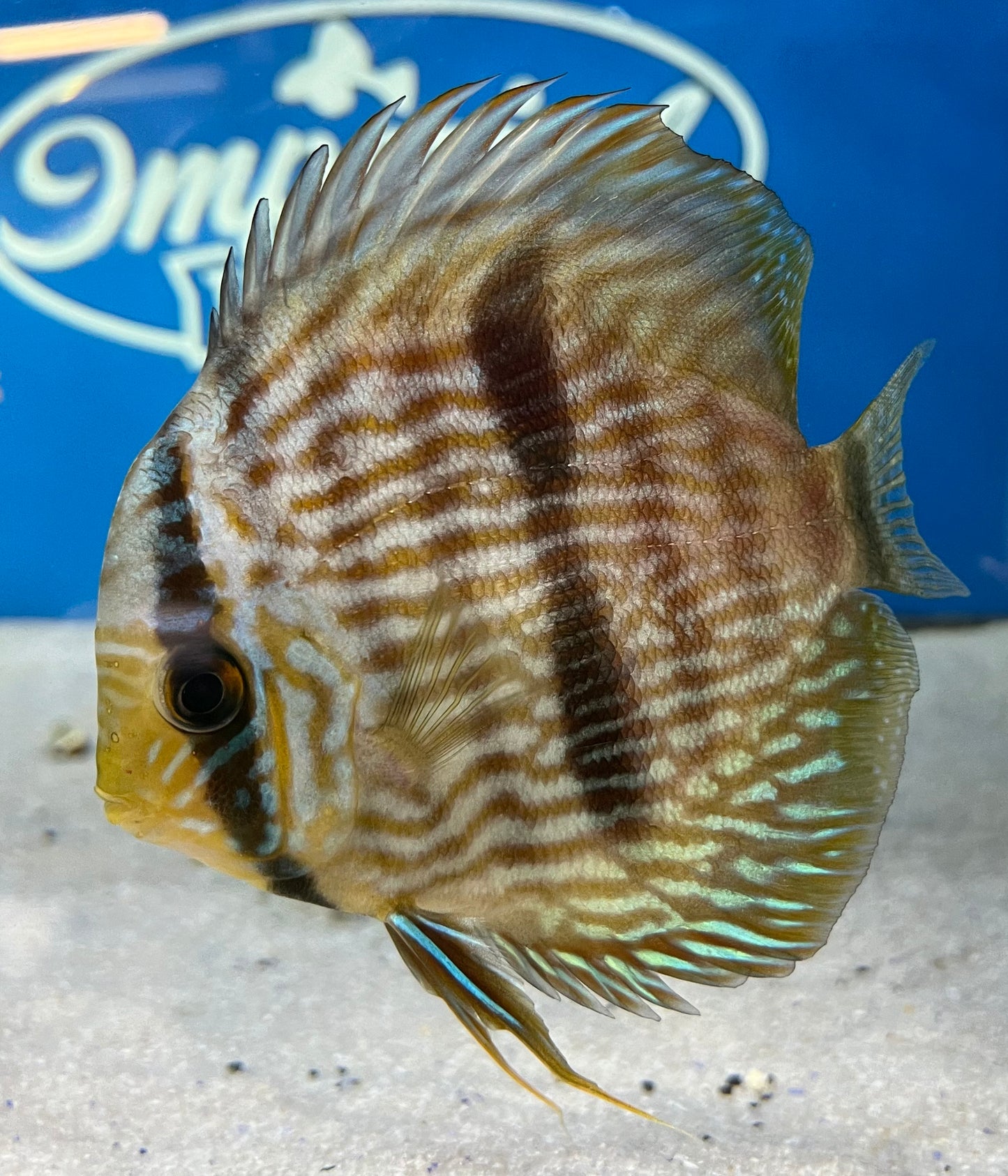 Heckel Discus