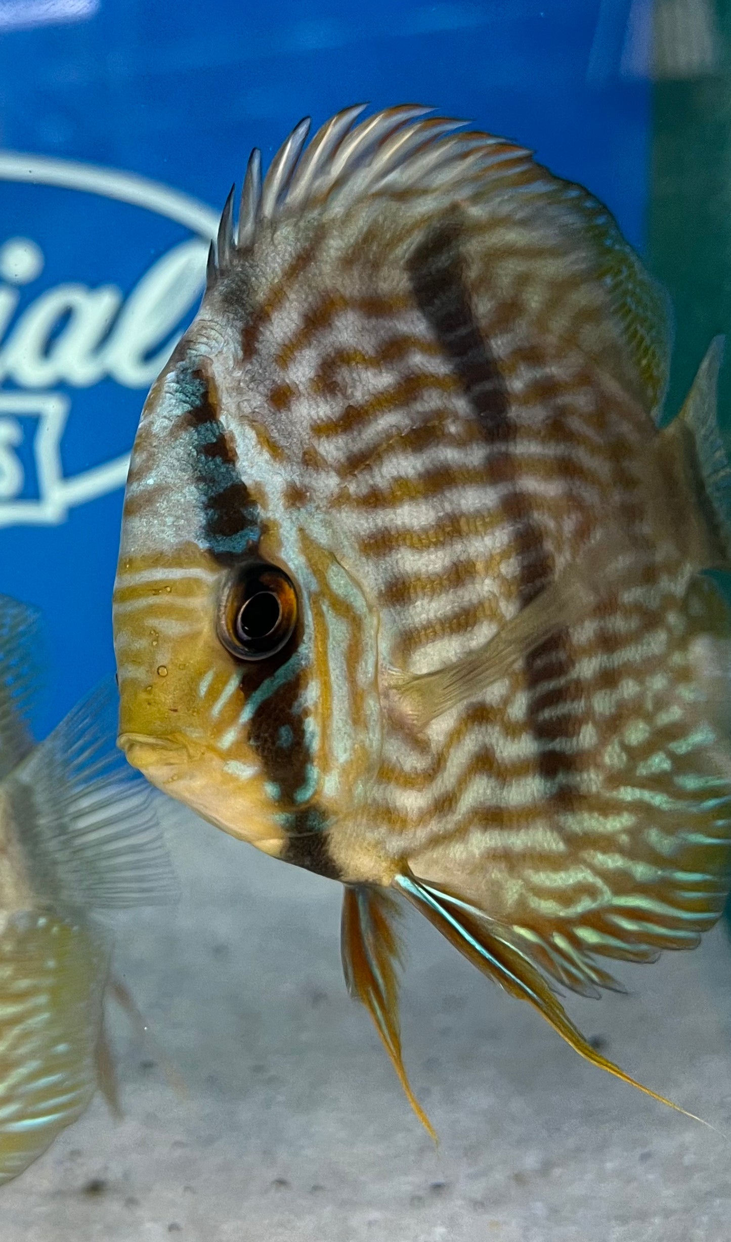 Heckel Discus