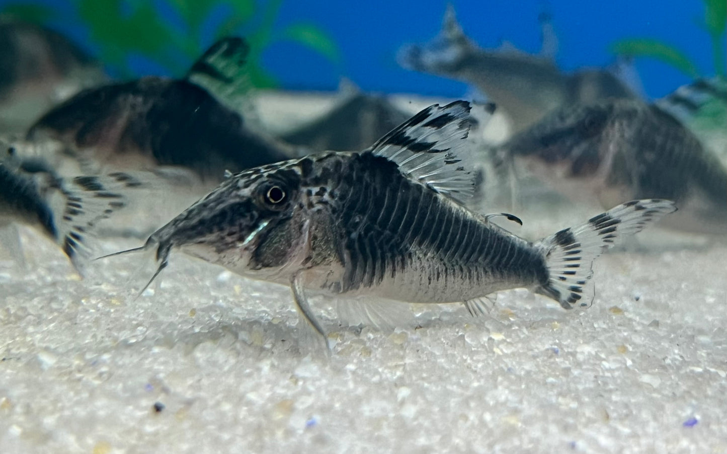 Peru Black Corydoras