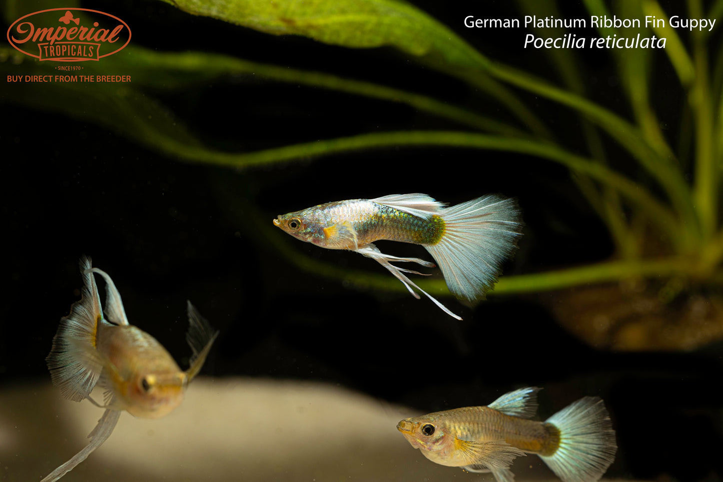 German Platinum Ribbon Fin Guppy