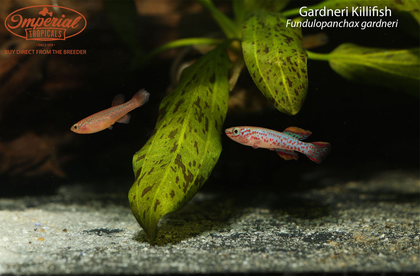 Gardneri Killifish