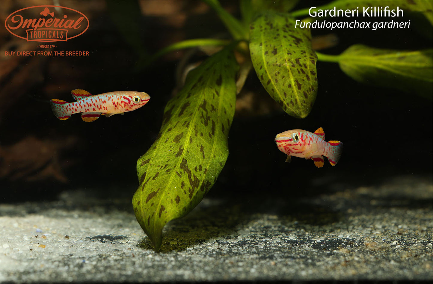 Gardneri Killifish