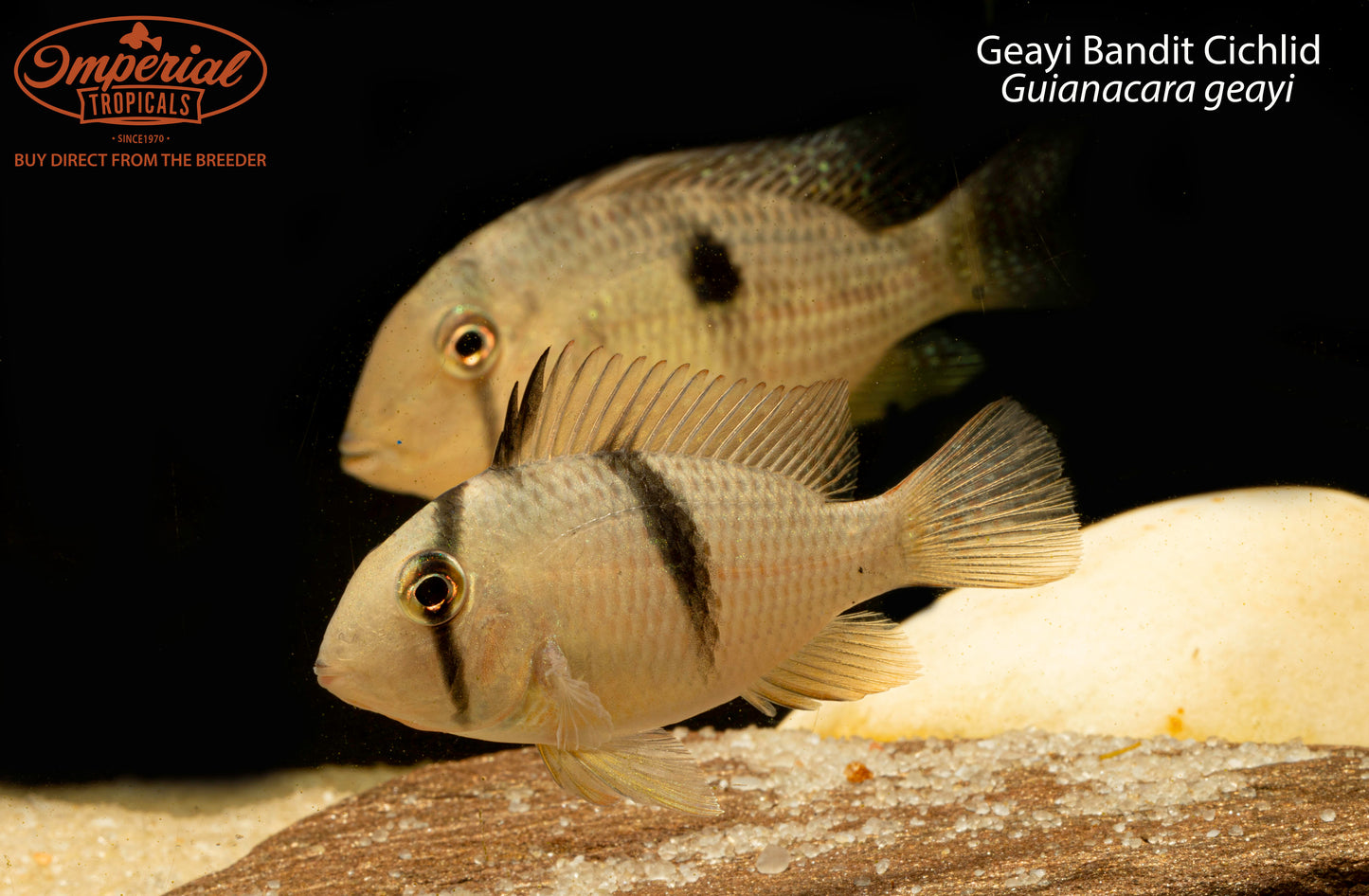 Geayi Bandit Cichlid