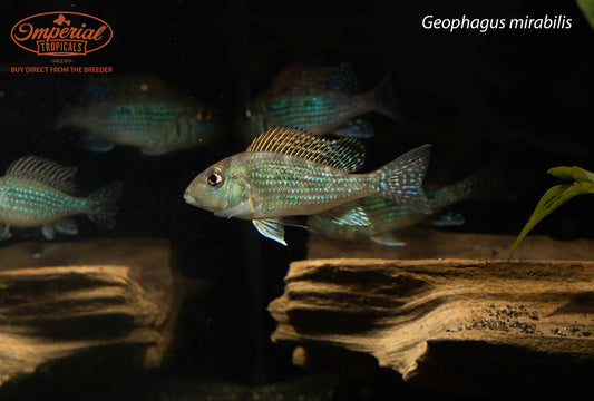 Geophagus mirabilis