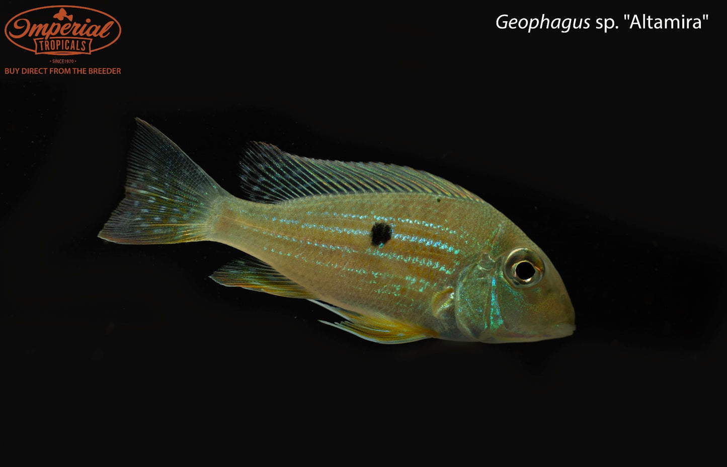 Geophagus sp. "Altamira"