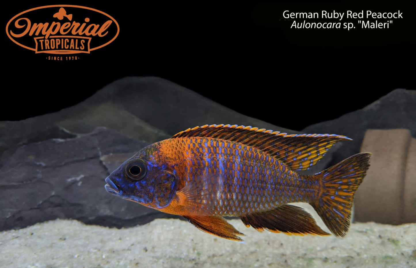 German Ruby Red Peacock