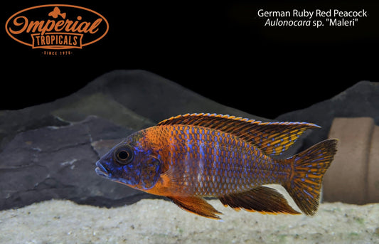 BOGO German Ruby Red Peacock