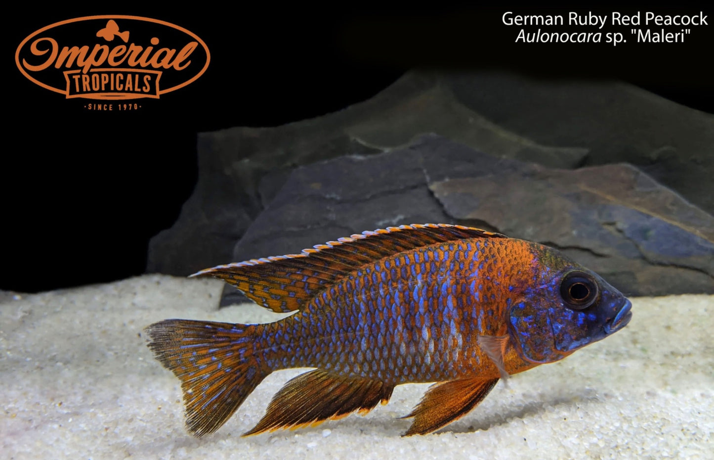 German Ruby Red Peacock