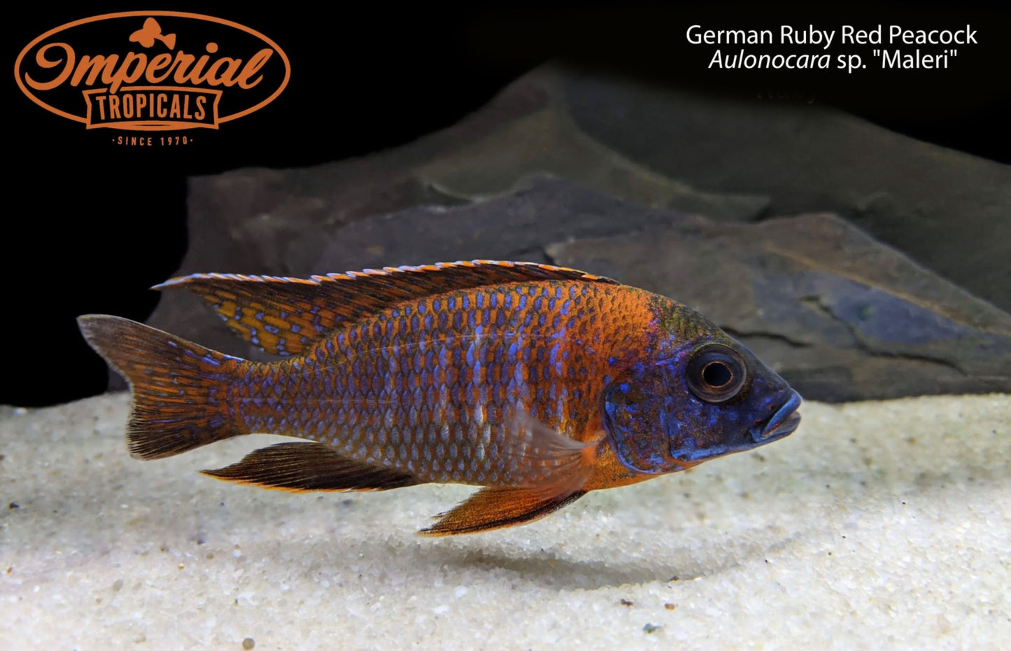 German Ruby Red Peacock