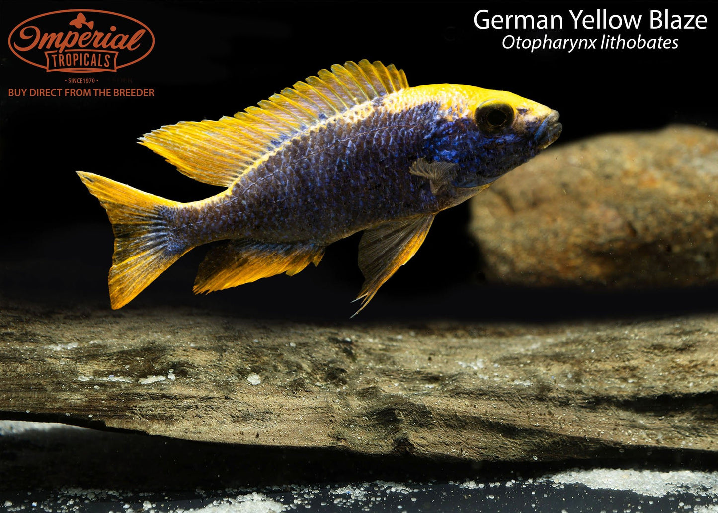 German Yellow Blaze