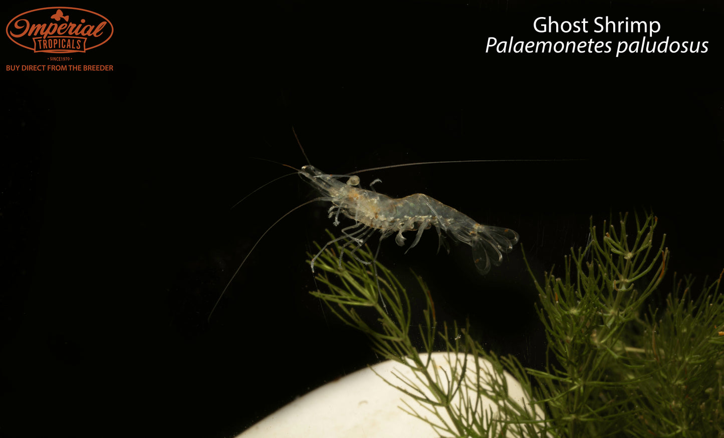 Ghost Shrimp