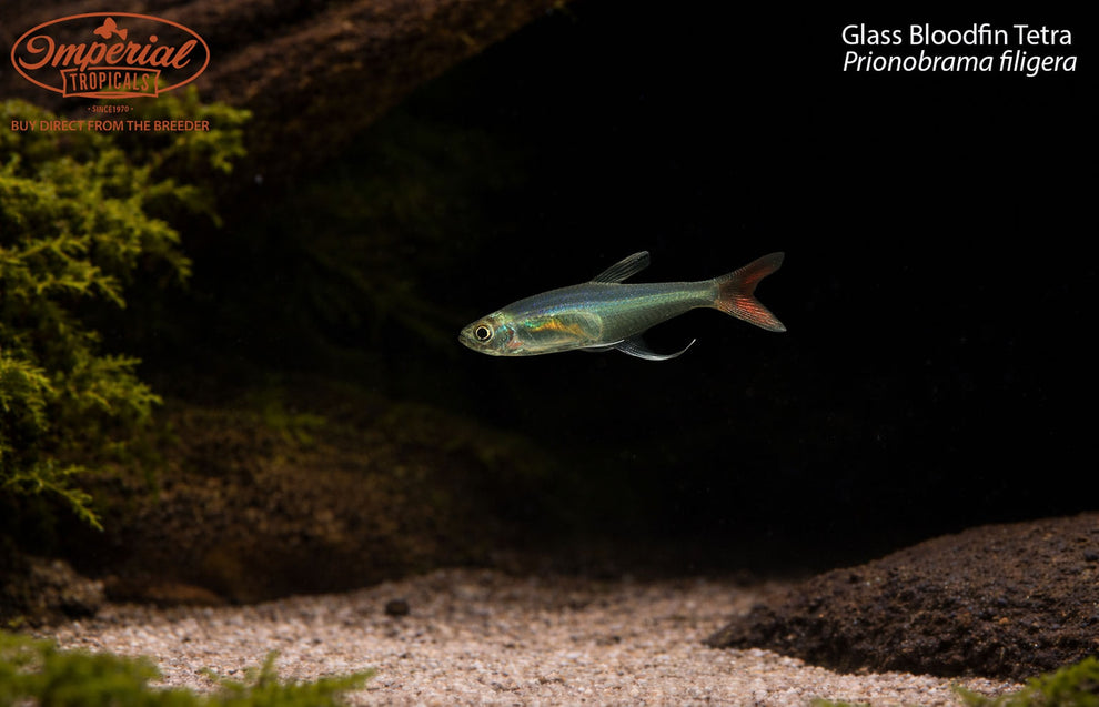 Glass Bloodfin Tetra (Prionobrama filigera) – Imperial Tropicals
