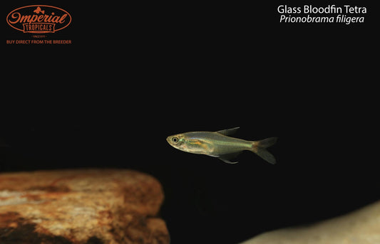 Glass Bloodfin Tetra (Prionobrama filigera)
