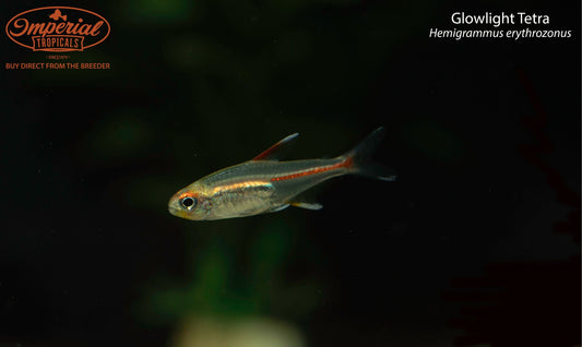 Glowlight Tetra
