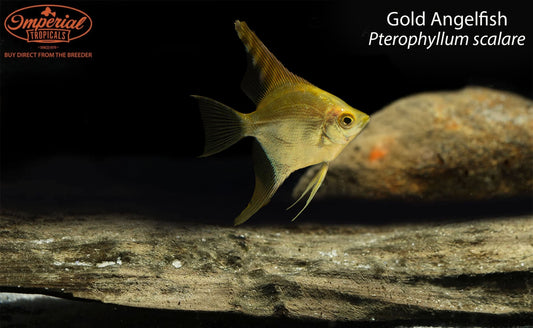 Gold Angelfish