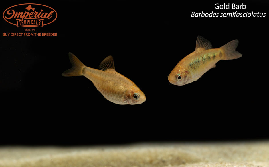 Barbs and Other Cyprinids – Imperial Tropicals