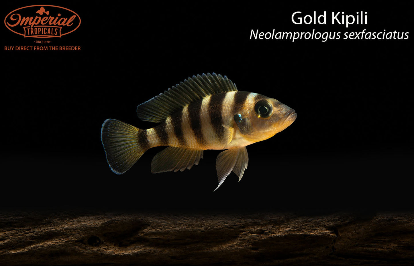Gold Kipili