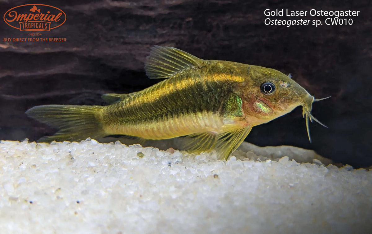 Gold Laser Cory (Corydoras sp. CW010) - shop Imperial Tropicals